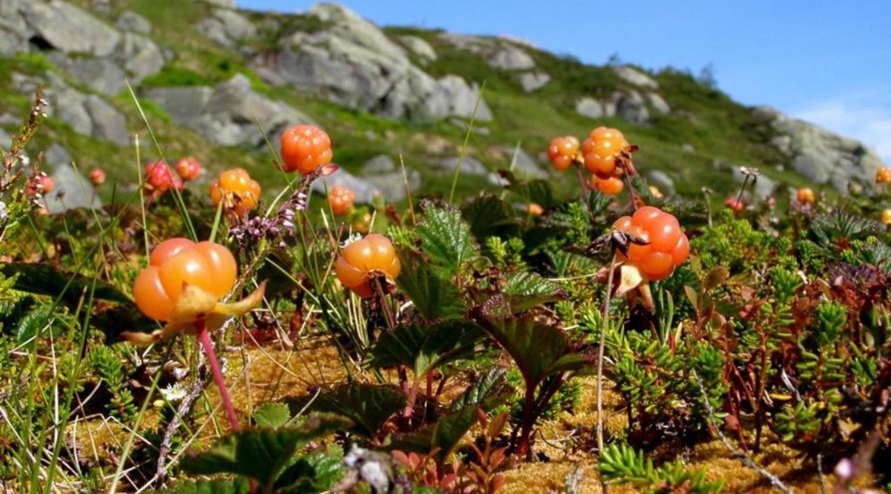 Hytte Naer Vannet, Jacuzzi Og Sauna Vradal Buitenkant foto